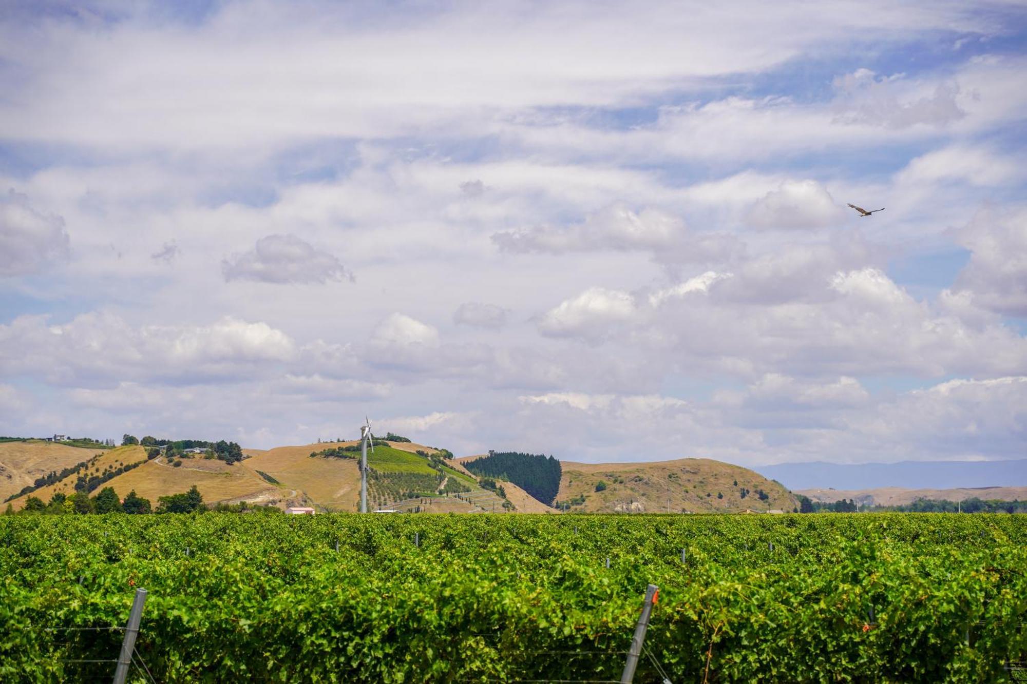 Syrah Suite Unison Vineyard Fernhill Kültér fotó